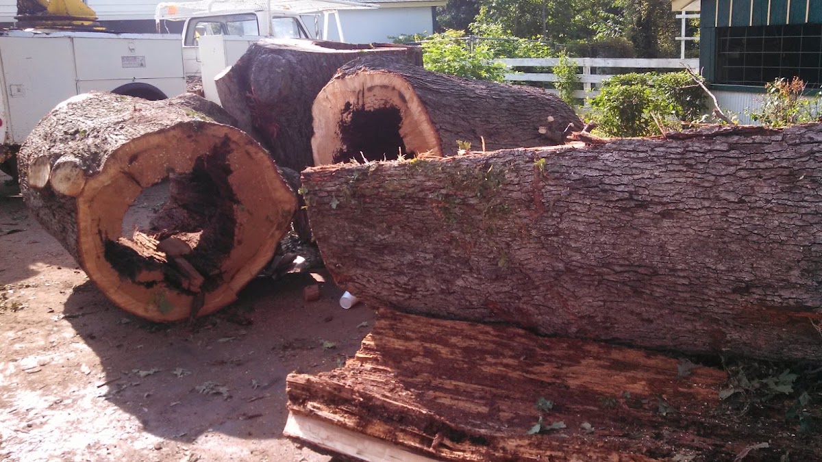 Johnson Tree Landscaping & Property Maintenance, photographed by a Google contributor
